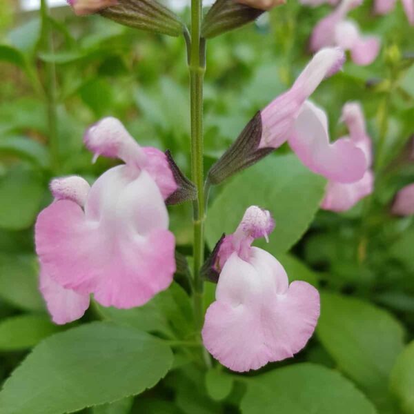 Salvia microphylla  Anduus 10 scaled