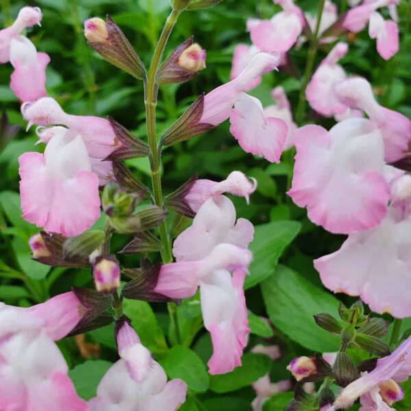 Salvia microphylla  Anduus 11 scaled
