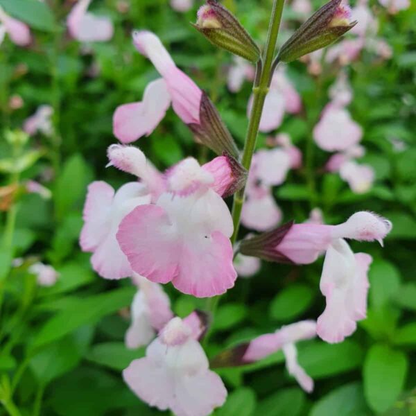 Salvia microphylla  Anduus 12 scaled
