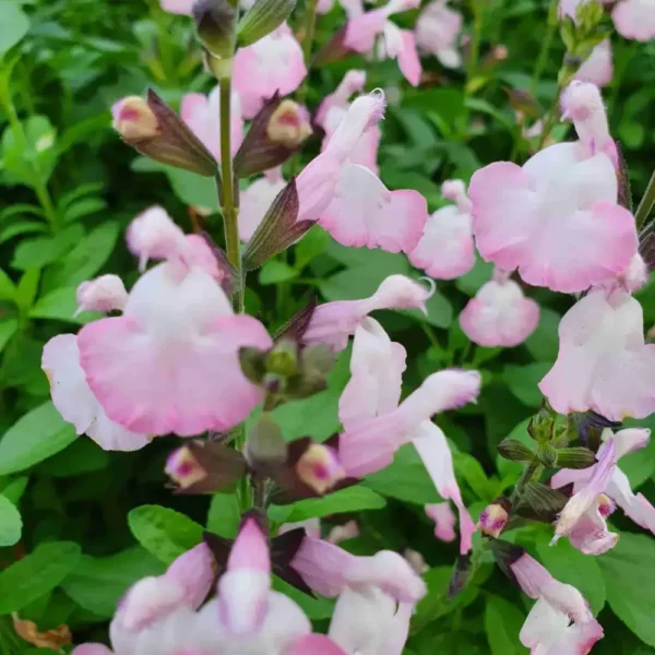 Salvia microphylla  Anduus 13 scaled