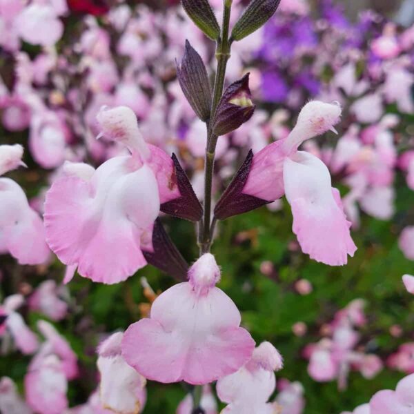 Salvia microphylla  Anduus 14 scaled