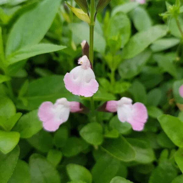 Salvia microphylla  Anduus 2 scaled