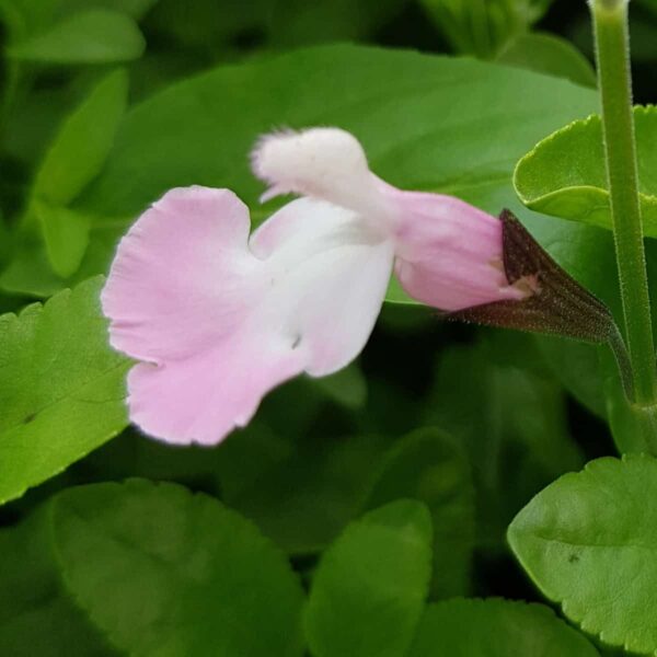 Salvia microphylla  Anduus 5