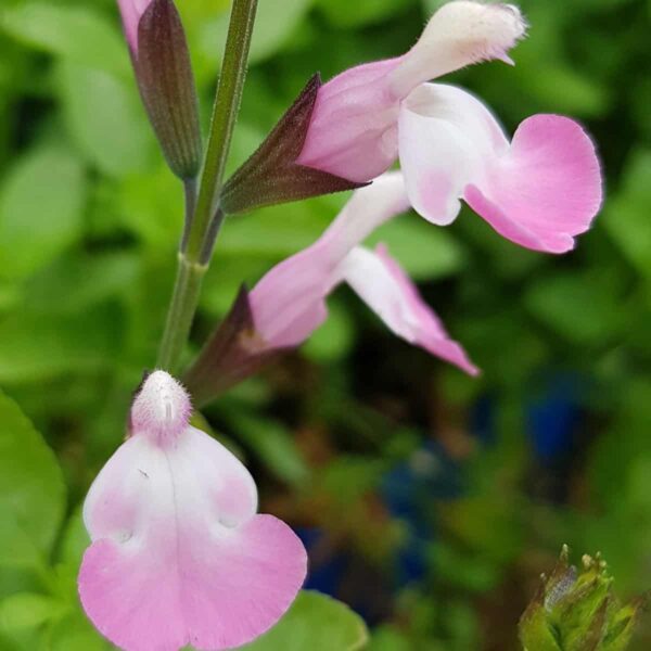 Salvia microphylla  Anduus 6