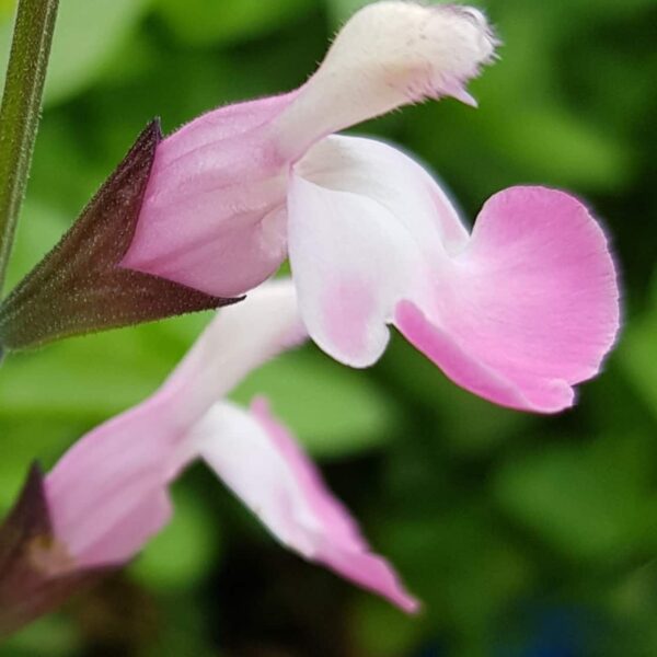 Salvia microphylla  Anduus 7