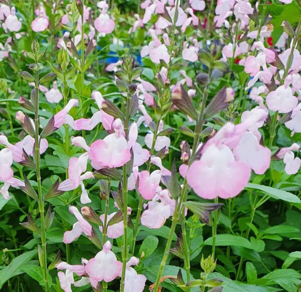 Salvia microphylla  Anduus 8