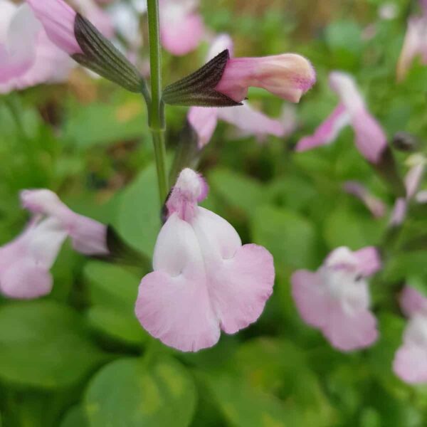 Salvia microphylla  Anduus 9 scaled