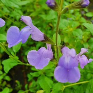 Salvia microphylla ‘Delice Aquamarine’- Plant of the year nominee