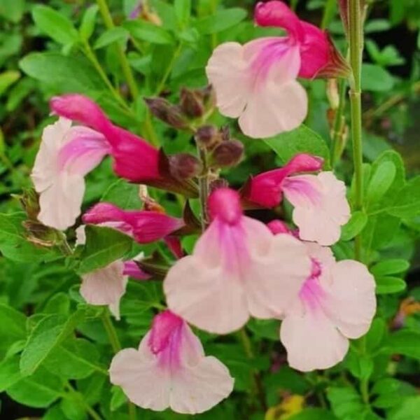 Salvia microphylla  Delice Gold and Wine. 5