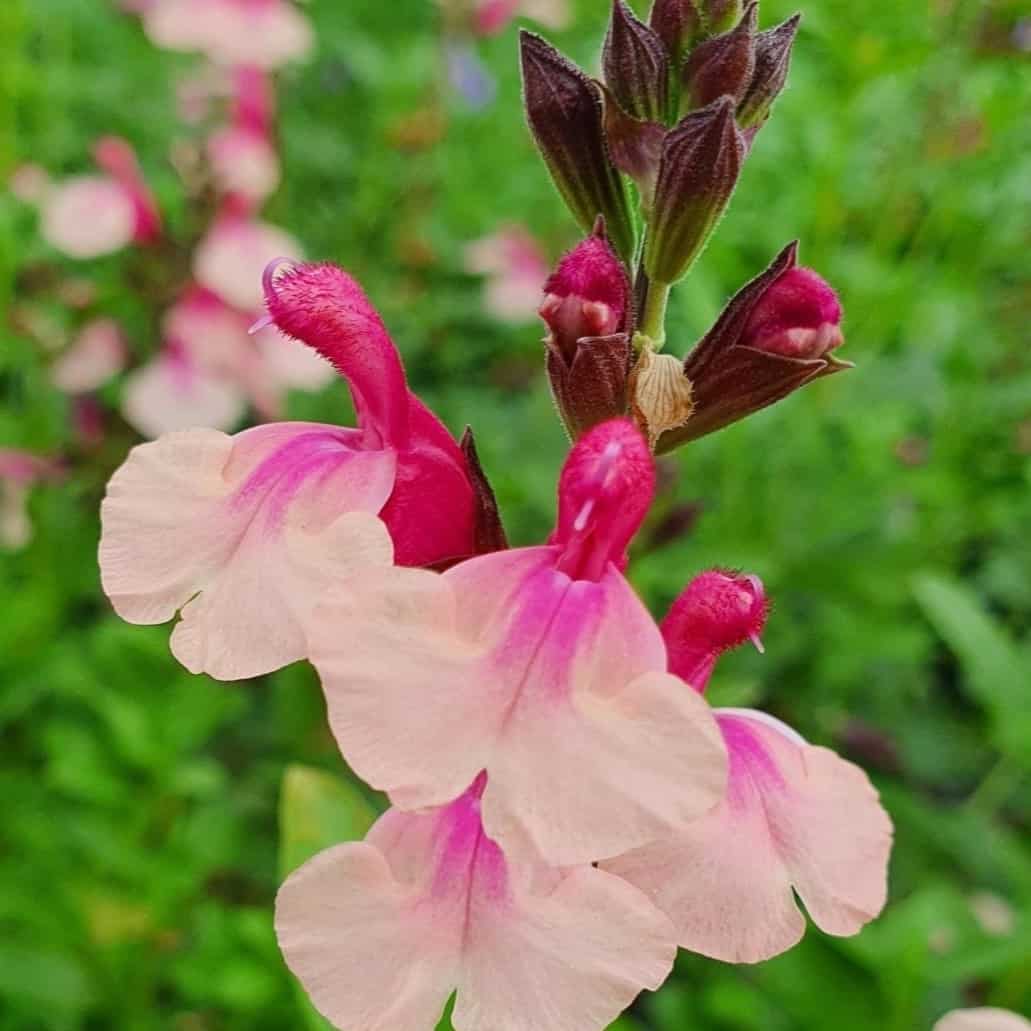 Salvia microphylla  Delice Gold and Wine. 7