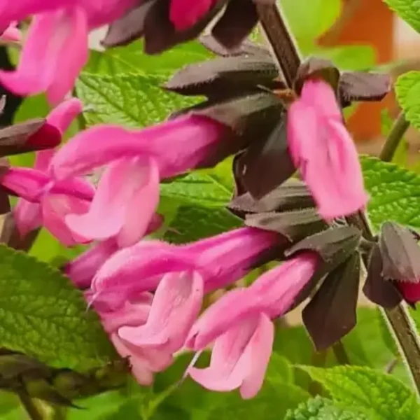 Salvia 'Pink Amistad'