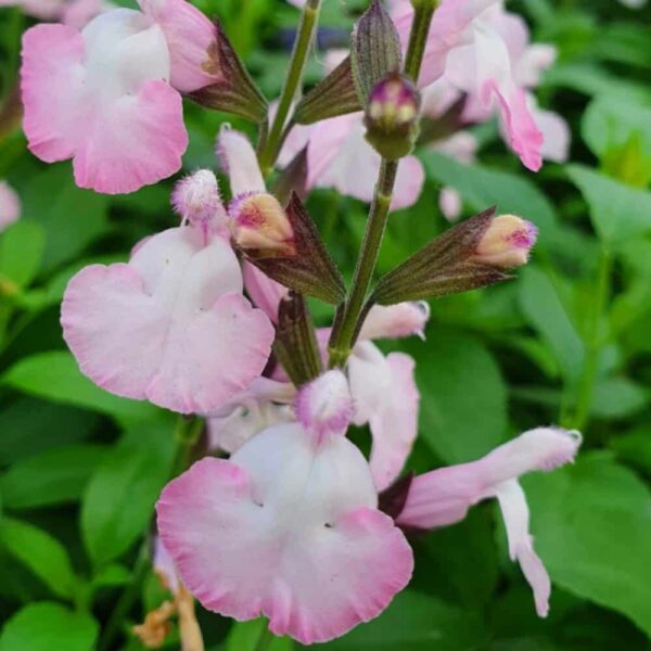 Salvia microphylla Anduus 1 scaled 1