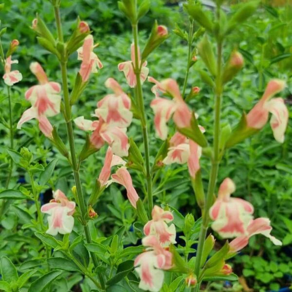 Salvia x jamensis ‘Belle De Loire’