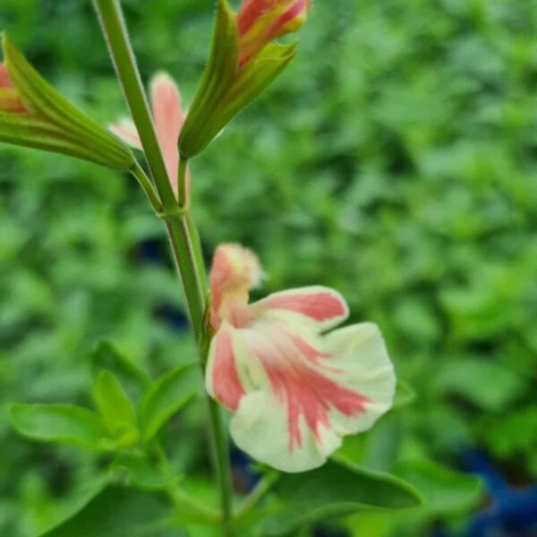 Salvia x jamensis ‘Belle De Loire’