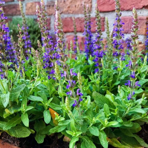 1 Salvia Ibiza (3)