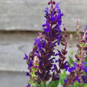 1 Salvia Jersey