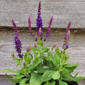 1 Salvia Malta