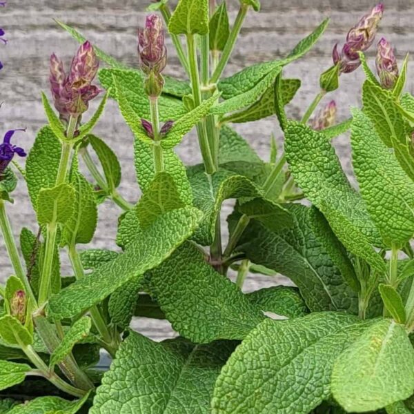 1 Salvia Malta Copy (2)