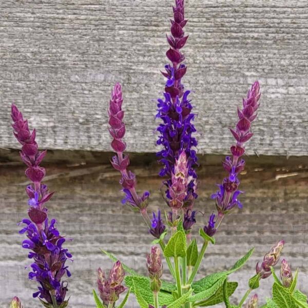 1 Salvia Malta Copy