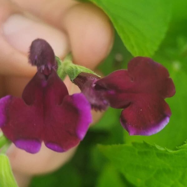 Salvia x jamensis Blackberry Ripple (1)