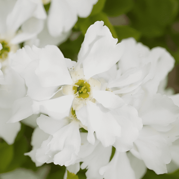 Exochorda × macrantha 'Niagara' (1)