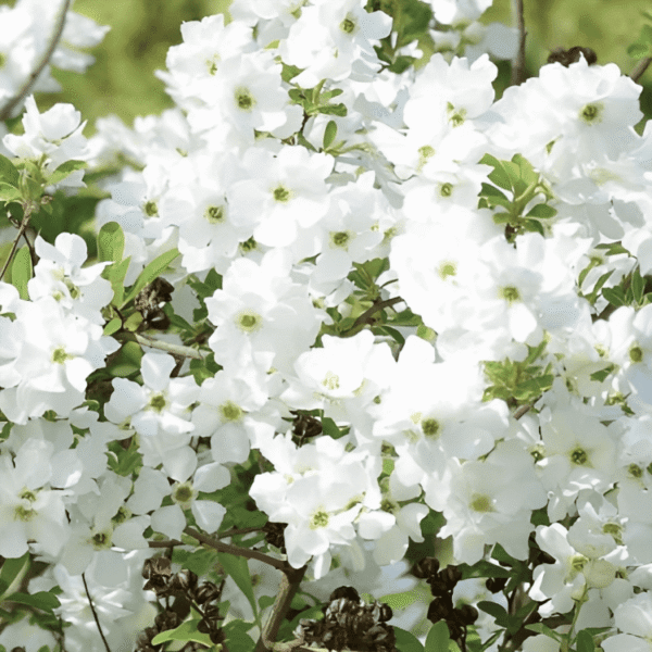 Exochorda × macrantha 'Niagara' (3)