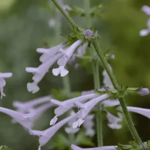 Salvia 'Good Hope' (1)