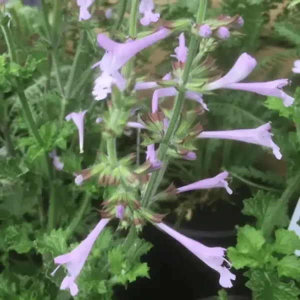 Salvia 'Good Hope' (2)