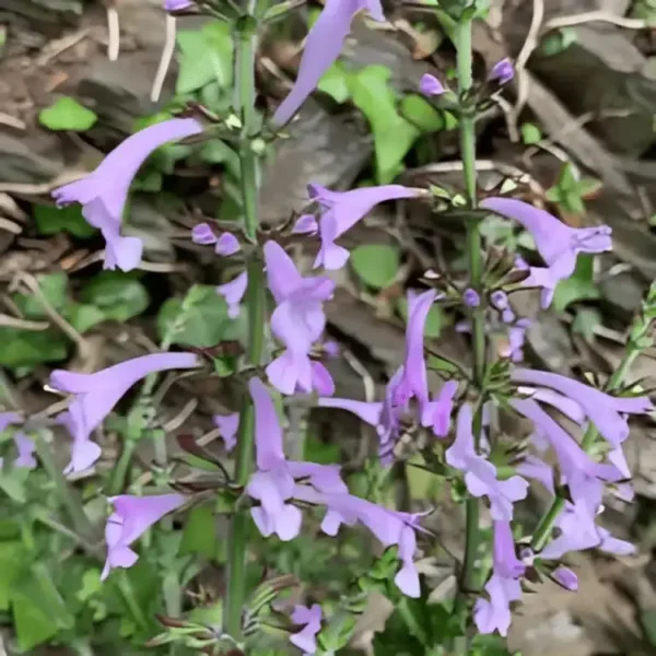 Salvia 'Good Hope' (3)