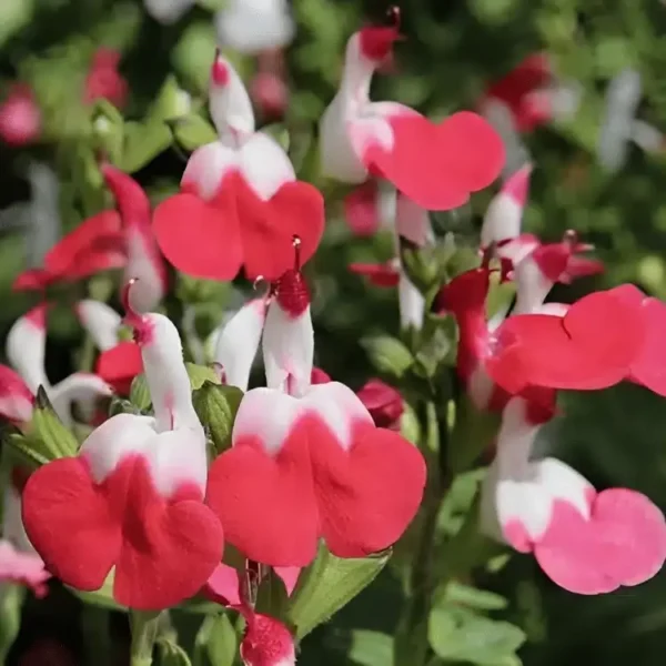 Salvia 'Little Kiss' (1)