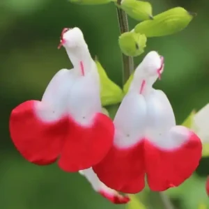 Salvia 'Little Kiss' (2)
