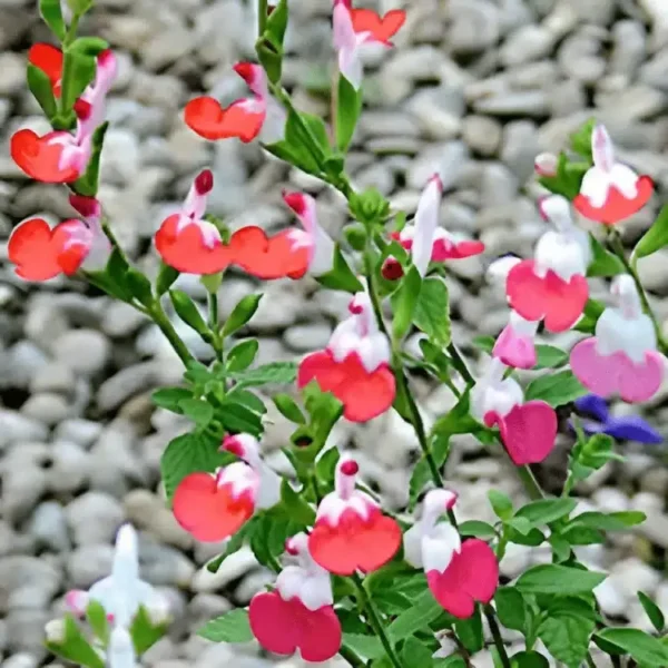 Salvia 'Little Kiss' (3)