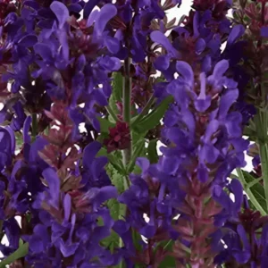 Salvia nemorosa 'Dark Matter' (1)