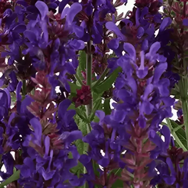 Salvia nemorosa 'Dark Matter' (1)