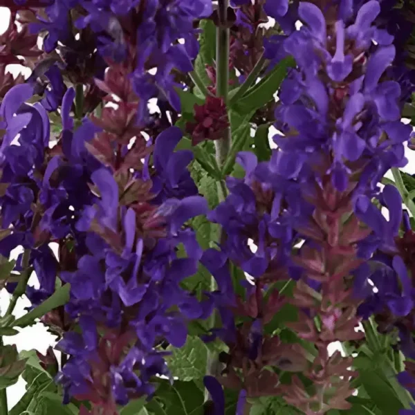 Salvia nemorosa 'Dark Matter' (2)