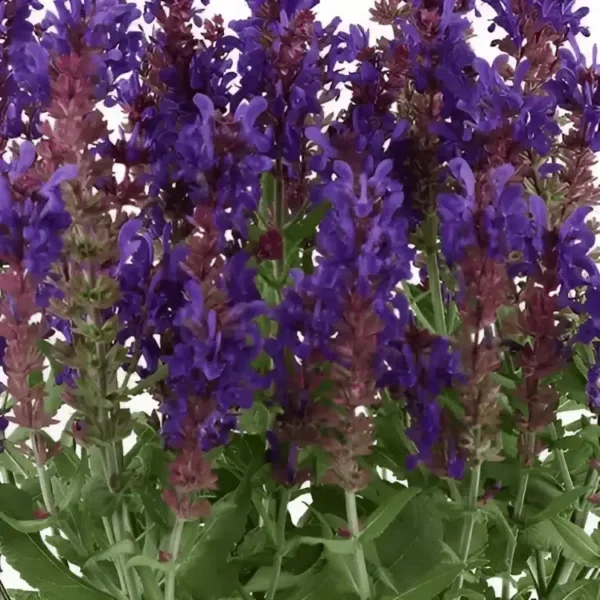 Salvia nemorosa 'Dark Matter' (3)