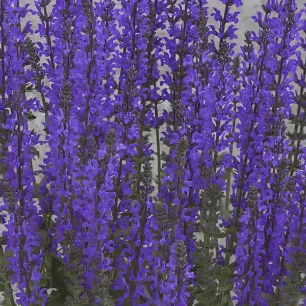 Salvia nemorosa salute Deep Blue (1)