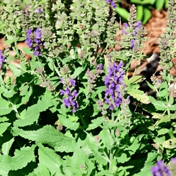 Salvia nemorosa salute Deep Blue (2)