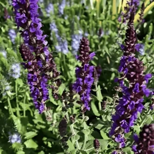 Salvia nemorosa salute Deep Blue (3)
