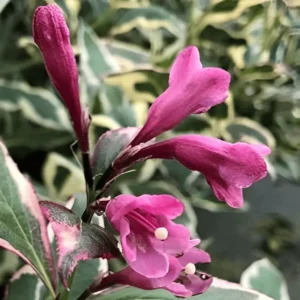 Weigela florida All Summer Monet (1)