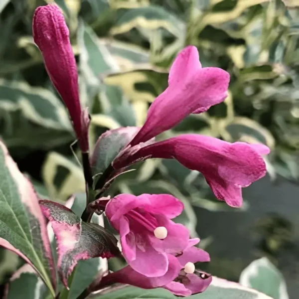 Weigela florida All Summer Monet (1)