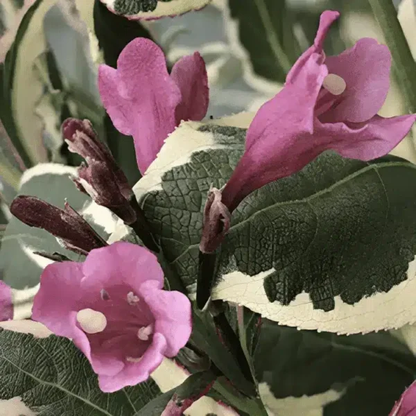 Weigela florida All Summer Monet (3)