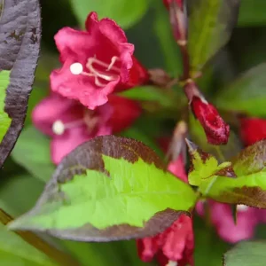 Weigela florida 'Camouflage' (1)