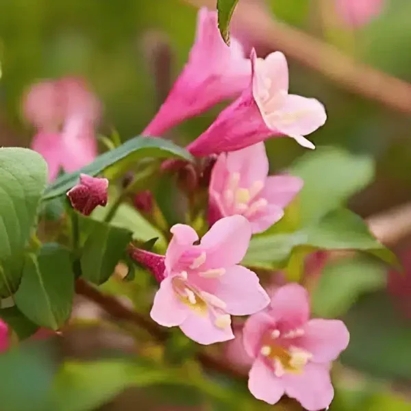 Weigela florida 'Camouflage' (2)