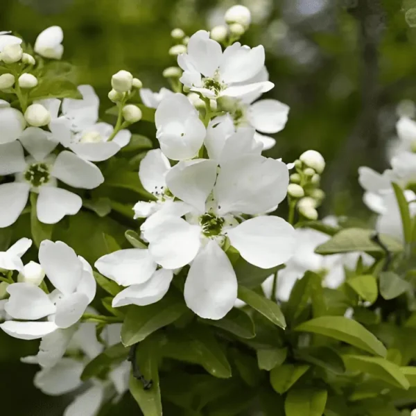 exochorda the bride (1)