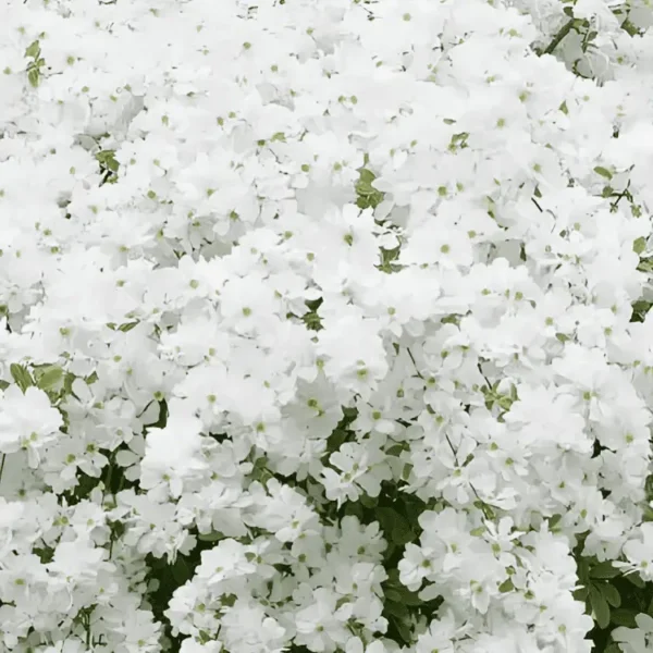 exochorda the bride (2)