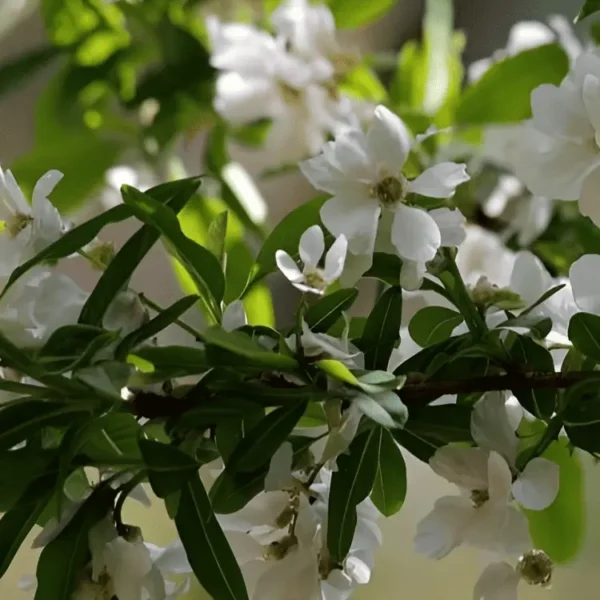 exochorda the bride (3)