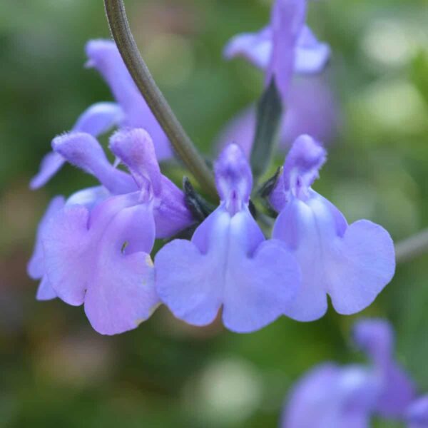 salvia Violin Music