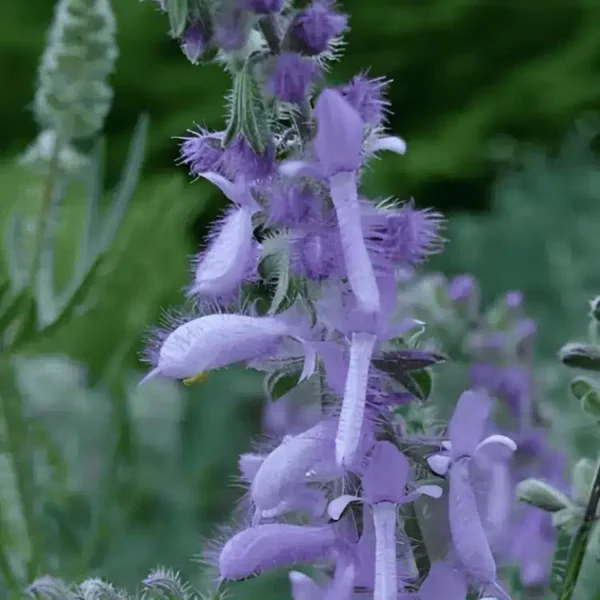 salvia jurisicii (3)