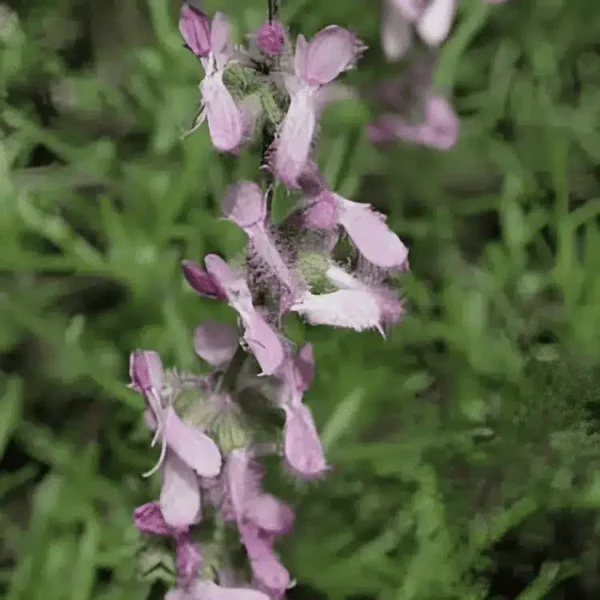 salvia jurisicii rosea (1)